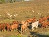‘Need 180mm’: Nothing left in the paddocks as farmers do it tough