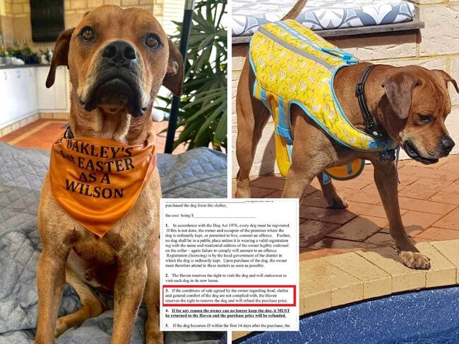 Contract exposes truth behind ‘stolen’ dog