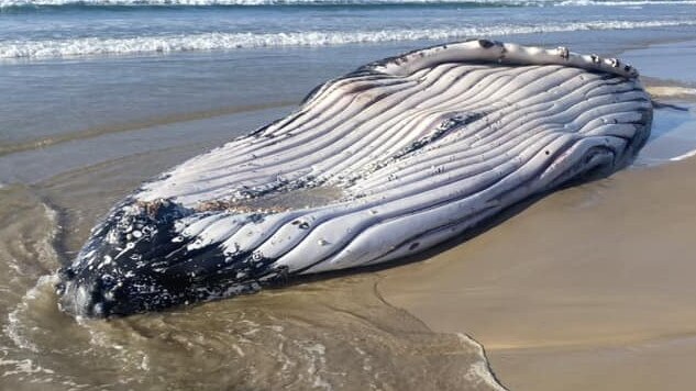 A whale washed up on Seven Mile Beach, Lennox Head on July 2, 2023. Picture: Jordy Todd