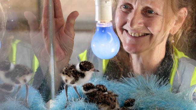 Abandoned baby plovers need to be kept warm, fed the right diet and have a pretend mum — which is a feather duster. Picture: Craig Wilson