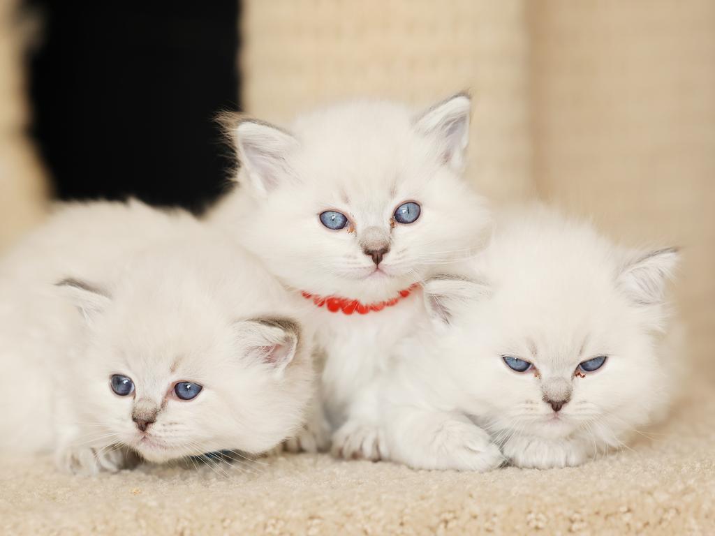 Rhonda Edwards’ ragdoll kittens. Picture: Rohan Kelly