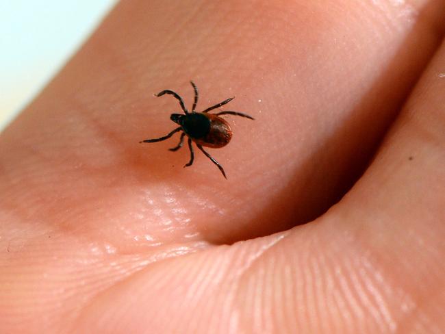 An image of a tick, which can cause Lyme disease. Picture: AFP