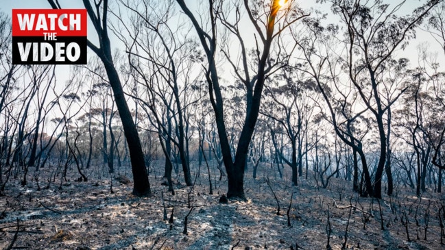 Bushfire recovery