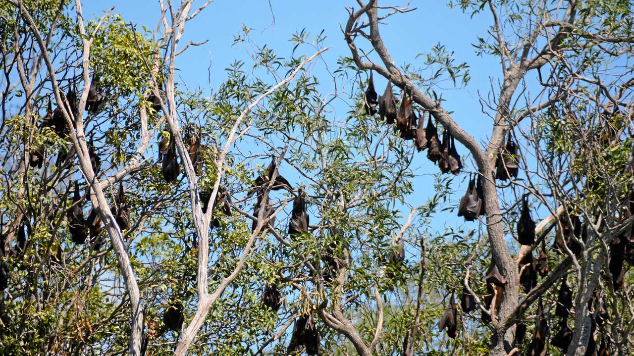 PROSTON PLAGUE: Residents are concerned their unwanted tourists pose a threat to children after several dead flying foxes were found around town. Picture: Kate McCormack