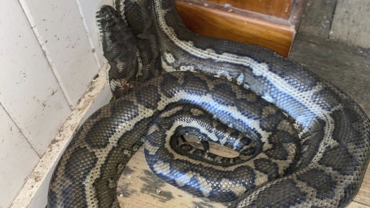 Clash of the pythons: Two snakes battle it out in shower before Qld mum  intervenes