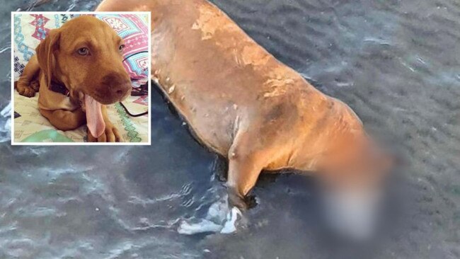 Koby was found dumped in the water at low tide with parts of his skin torn off. Photo: Supplied