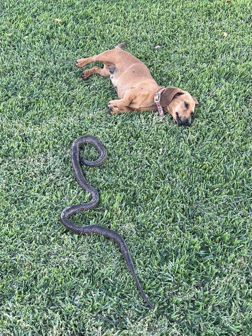 Jo McKinnon's dog Pippi was bitten by a brown snake in Quirindi, and luckily survived.