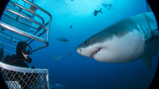 ONE TIME USE ONLY  . Great White Sharks , Neptune Islands . Picture: Andrew Fox