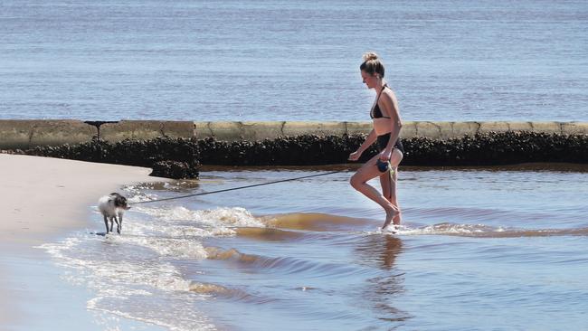 Nobby Beach, Gold Coast: Petition for off-leash dog area | Daily Telegraph