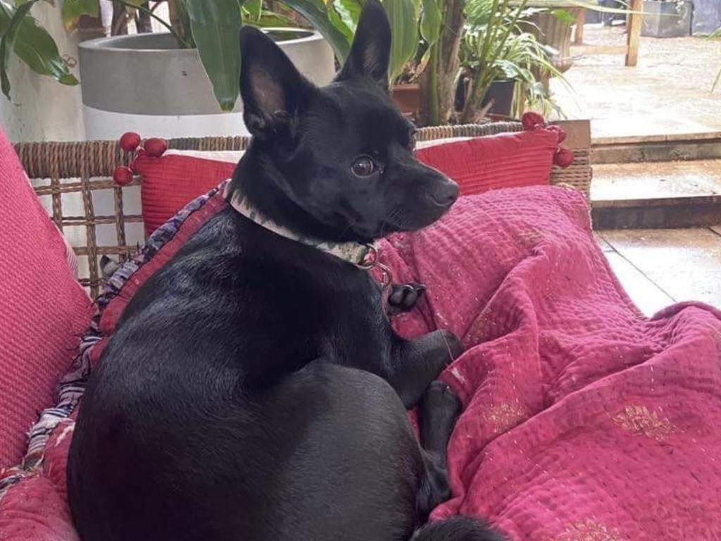 Frank showing how perfectly he would sit on a train or bus.