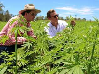 Is hemp a viable industry in the Clarence? Picture: Contributed