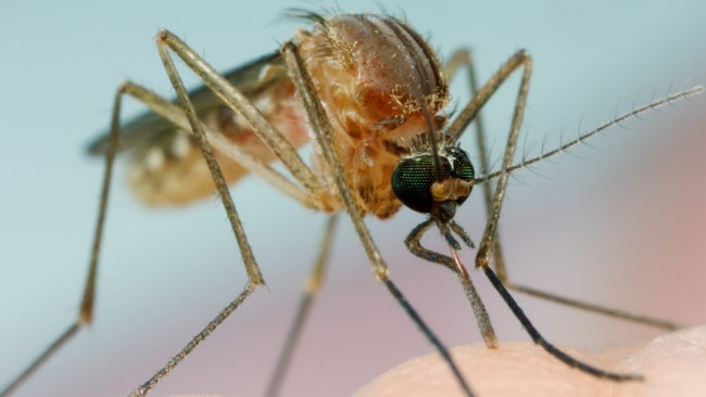 Mosquitoes carrying the Ross River virus were found at Deepwater Park.