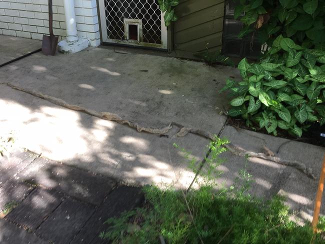 The 3m snakeskin found in a Kenmore back yard. Picture: Margaret Wenham