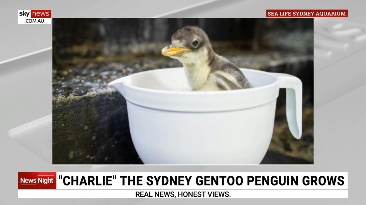 ‘Charlie’ the Sydney gentoo penguin grows