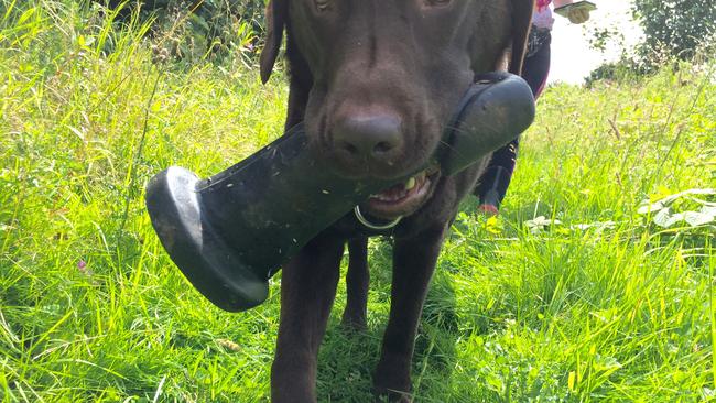 A group of dogs were sent into a frenzy on their afternoon walk after chancing upon a giant sex toy.