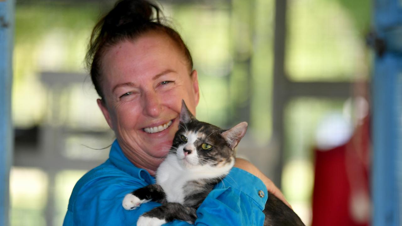 Animal Care and Adoption Centre offers $50 kitties during National Pet  Adoption Month | Townsville Bulletin