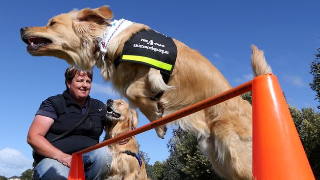 sydney-s-best-dog-themed-events-daily-telegraph