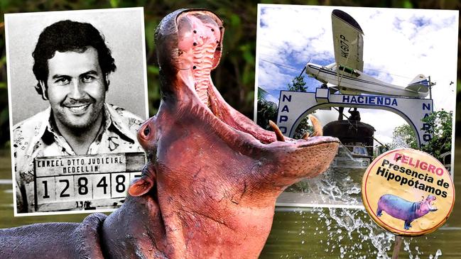 A wild hippo descended from Pablo Escobar’s herd in a lake near the Hacienda Napoles theme park, once Escobar’s private zoo, in Doradal, Colombia. Picture montage: The Times/AFP