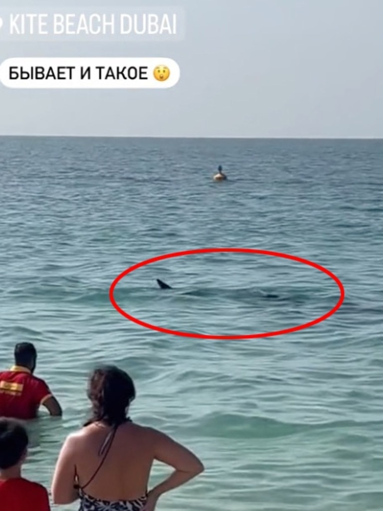 The shark appears to head towards a woman swimming on her own. Picture: Jam Press.