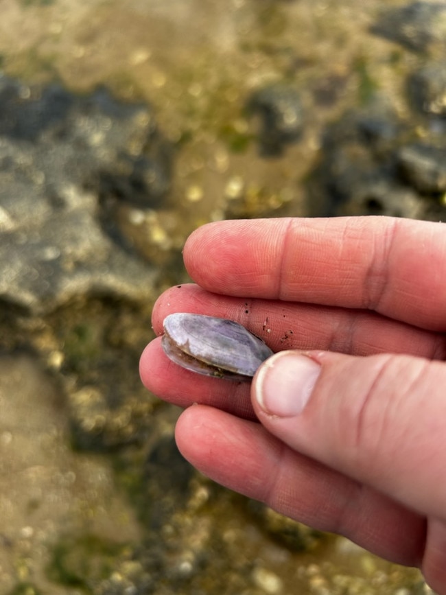 The algal bloom may have arrived in Coorong last week.