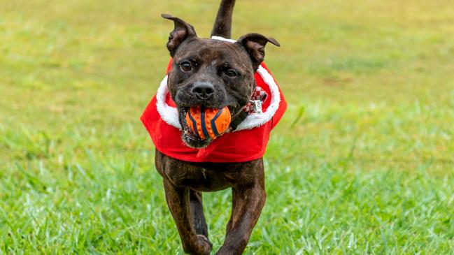 Staffordshire Bull Terrier.