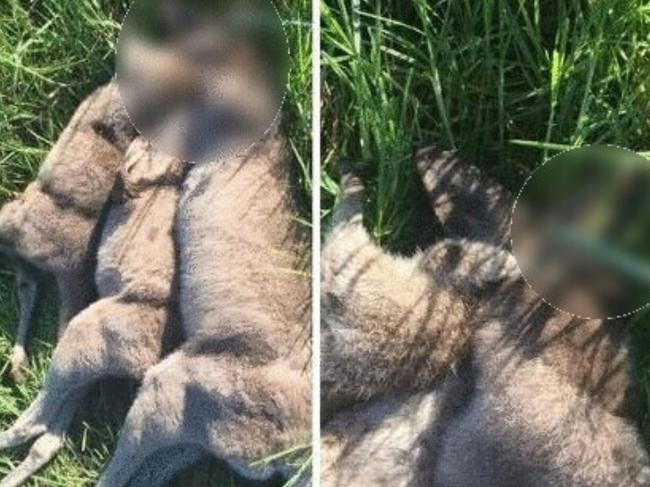 Three kangaroos were found shot and strangled in a western Sydney nature reserve.