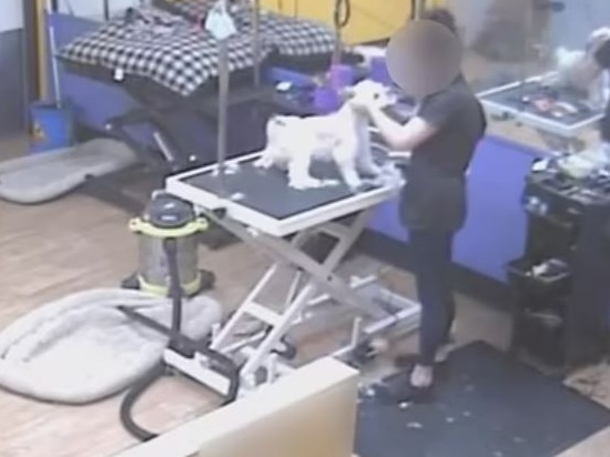 Dog groomer charged after cruel act. Picture WA RSPCA 12.JPG