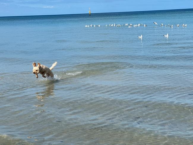 Four-year-old cavoodle Lulu had the tables turned after she tried to chase seagulls in water at Carrum Beach, only to be terrified by the birds flapping their wings. Picture: Julie Brookes, Carrum.