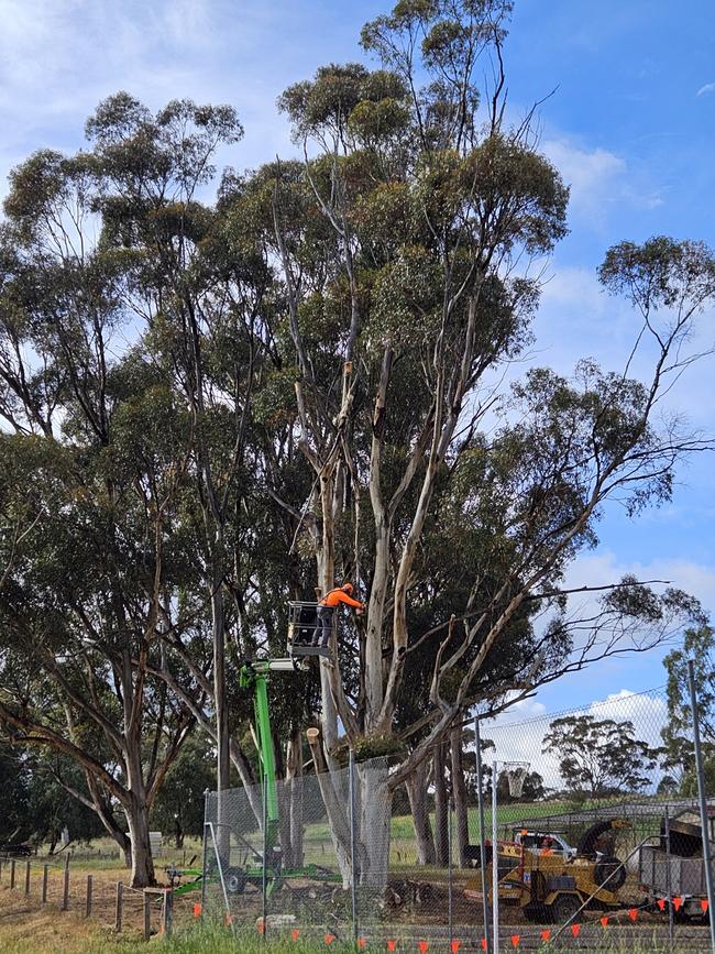 Work starts on felling the sugar gum trees at Greenock Centenary Park. Picture: Trudi Robinson