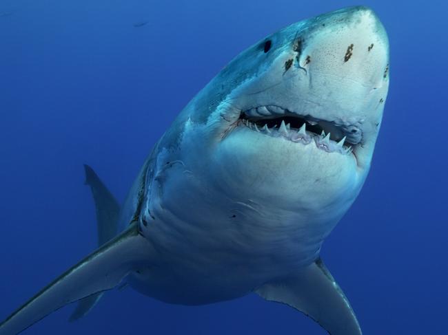 Great White Shark, Carcharodon carcharias, close up, at Guadalupe Island, Mexico, East Pacific Ocean...GroÃÅ¸er WeiÃÅ¸er Hai, Carcharodon carcharias, in Nahdistanz, Guadalupe Island, Mexiko, Ost Pazifischer Ozean.