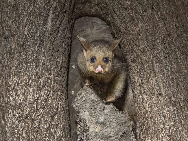 The friendliest possums in Melbourne pose for selfies, like this one in Flagstaff Gardens. Picture: Jason Edwards