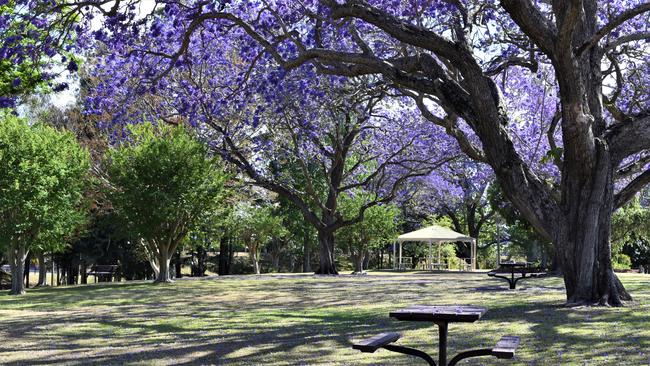 PURPLE HAZE: A sea of jacarandas in bloom at See Park, Grafton.