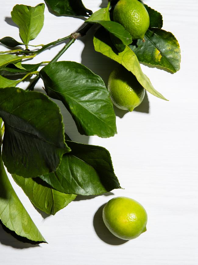 Makrut lime leaves. Picture: Nikki To