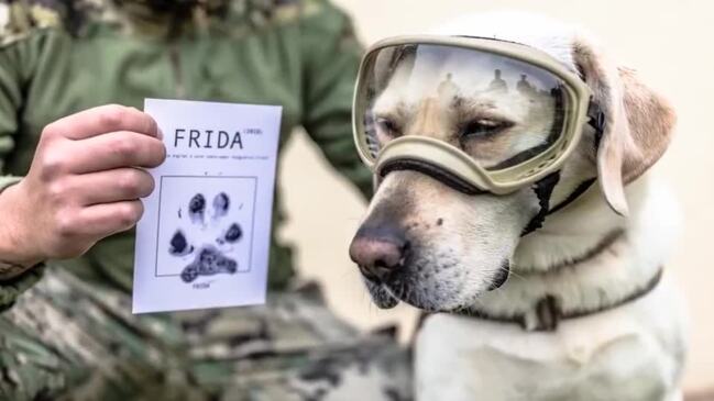 Frida, Mexico's beloved search and rescue dog, dies