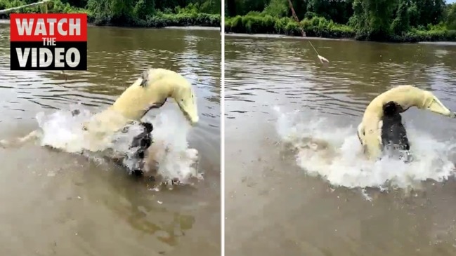 Croc fight- Turbo vs Nifty