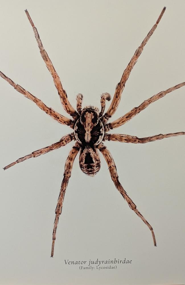 A newly discovered species of Tasmanian wolf spider, 'venator judyrainbirdae'. Picture: Alex Treacy