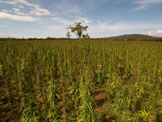 Industrial hemp crop grown by  Nathan McNiece and Tim Crow, co-founders of Fair Foods crop near Launceston. Harvest starts March 5. The industrial hemp crop will be used in food.