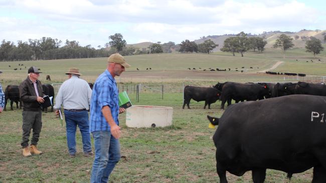 Attendees and bulls at the sale. Picture: Madeleine Stuchbery