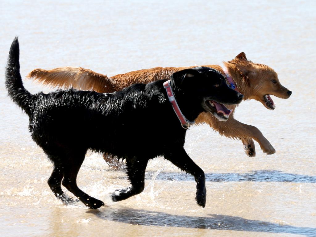 Doggos of the Spit Gallery | The Advertiser