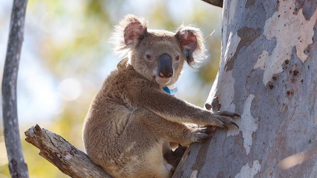 A koala sits in a tree that was battered during the storm on Christmas Day at Helensvale. Picture: Adam Head