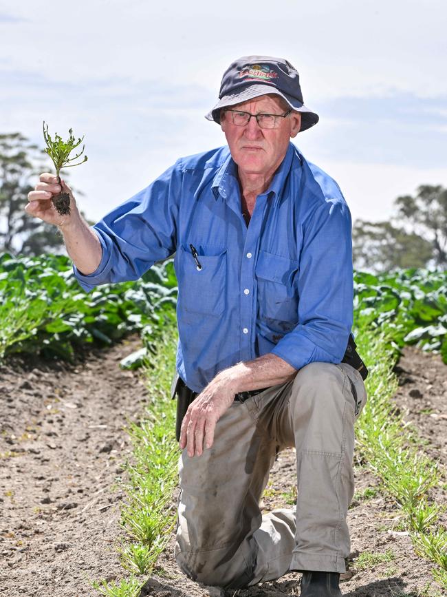 Mr Samwell said the rabbits were driving him crazy. Picture: Brenton Edwards