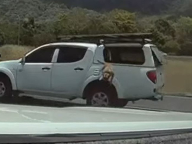 Moment dog falls from ute onto busy road