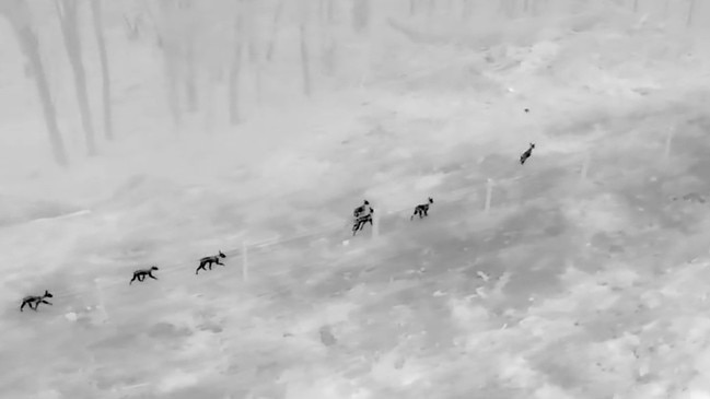 The moment after a rabbit or hare ran across the line of dingoes and the leader started to chase it (rabbit is the small black dot in centre right of dingos). Picture: Supplied