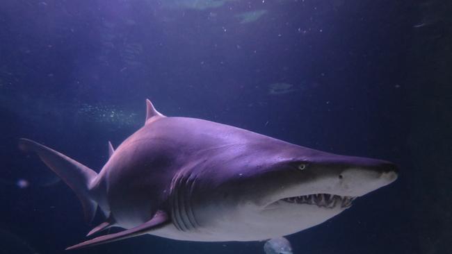 Murdoch the shark was a resident favourite at Manly Sea Life Sanctuary.