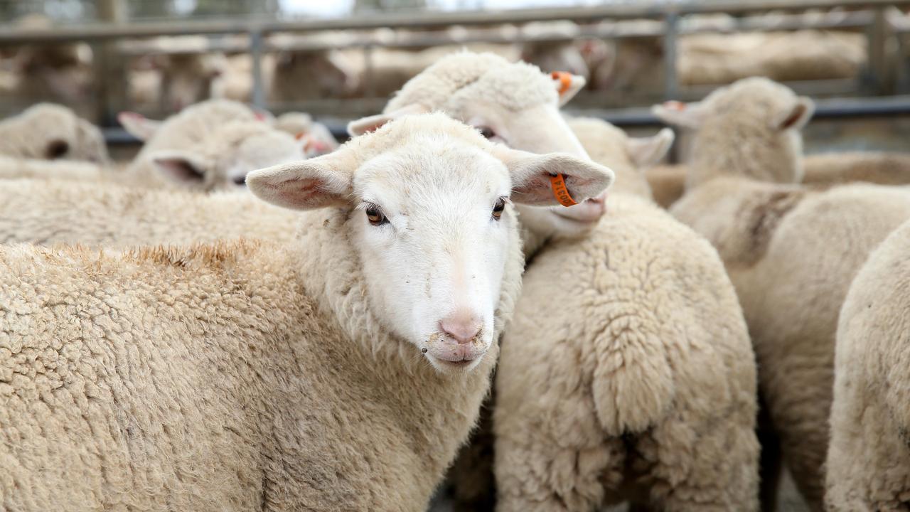 Lamb prices — what goes up must come down | The Weekly Times