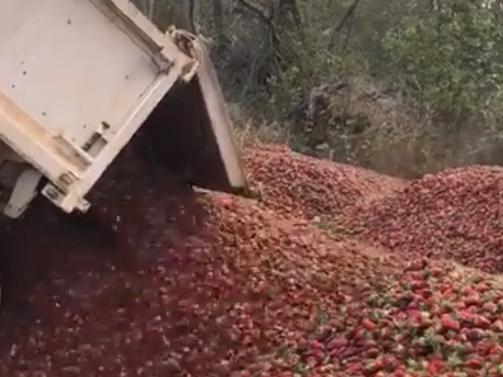 Donnybrook Berries - one of three Queensland farms withdrawn from the market over the needle scare - was  forced to dump its stock, and start again due to the trade-level recall.The video, posted to social media by Stephanie Chheang – who says she’s the daughter of Donnybrook Berry’s owner – shows piles of strawberries left to rot.