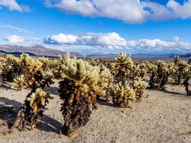 Chuckwalla Cholla, Cholla Cactus Garden, Joshua Tree National Park, California, United States of America, North America (Photo by Michael Runkel / Robert Harding RF / robertharding via AFP)