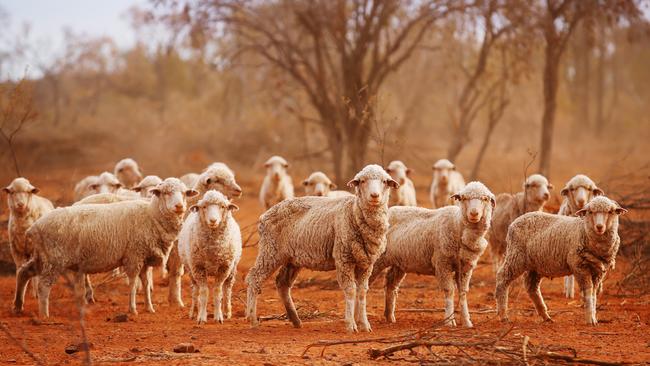 Many Aussie farmers are suffering from drought. Picture: News Corp Australia