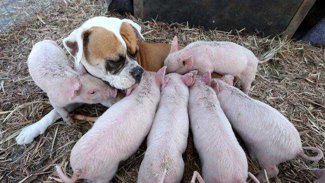 The piggies mob poor Treasure for a drink, but she doesn’t mind. Picture Mike Batterham