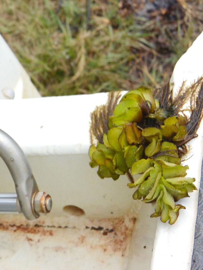 Make sure you clear your transom and your trailer of any salvinia after fishing Four Mile Hole.